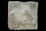 Two Fossil Crinoids (Eretmocrinus & Dichocrinus) - Gilmore City, Iowa #157220-2
